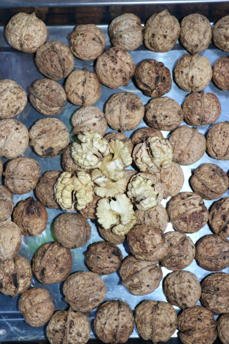 云南薄皮核桃苗，树体大寿命长产量高果大皮薄味香无苦不涩