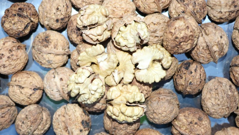 云南薄皮核桃苗，树体大寿命长产量高果大皮薄味香无苦不涩