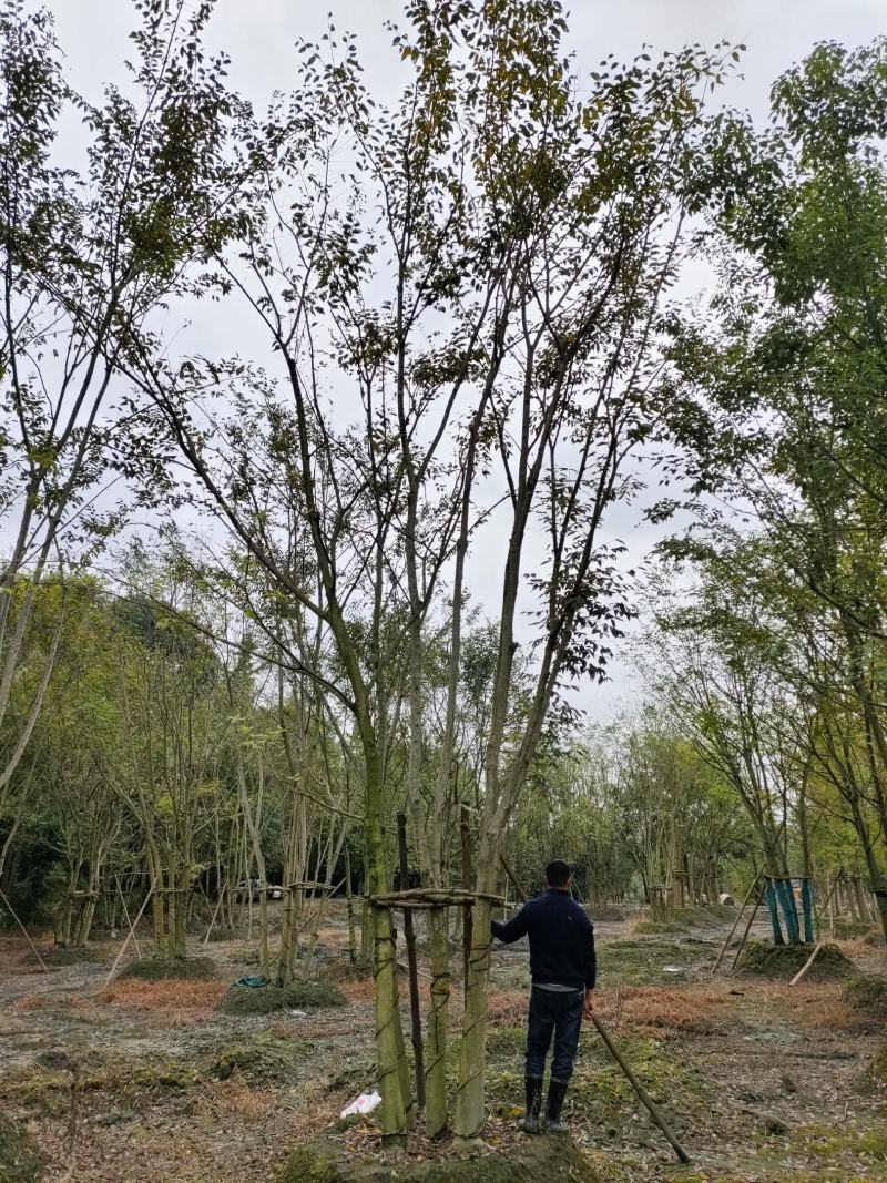 丛生朴树拼栽丛生朴树树形精品，基地直销价格优势