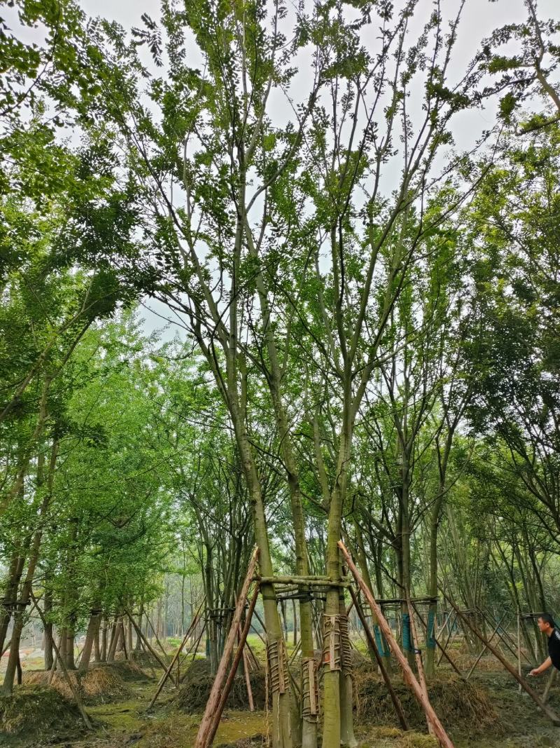丛生朴树拼栽丛生朴树树形精品，基地直销价格优势