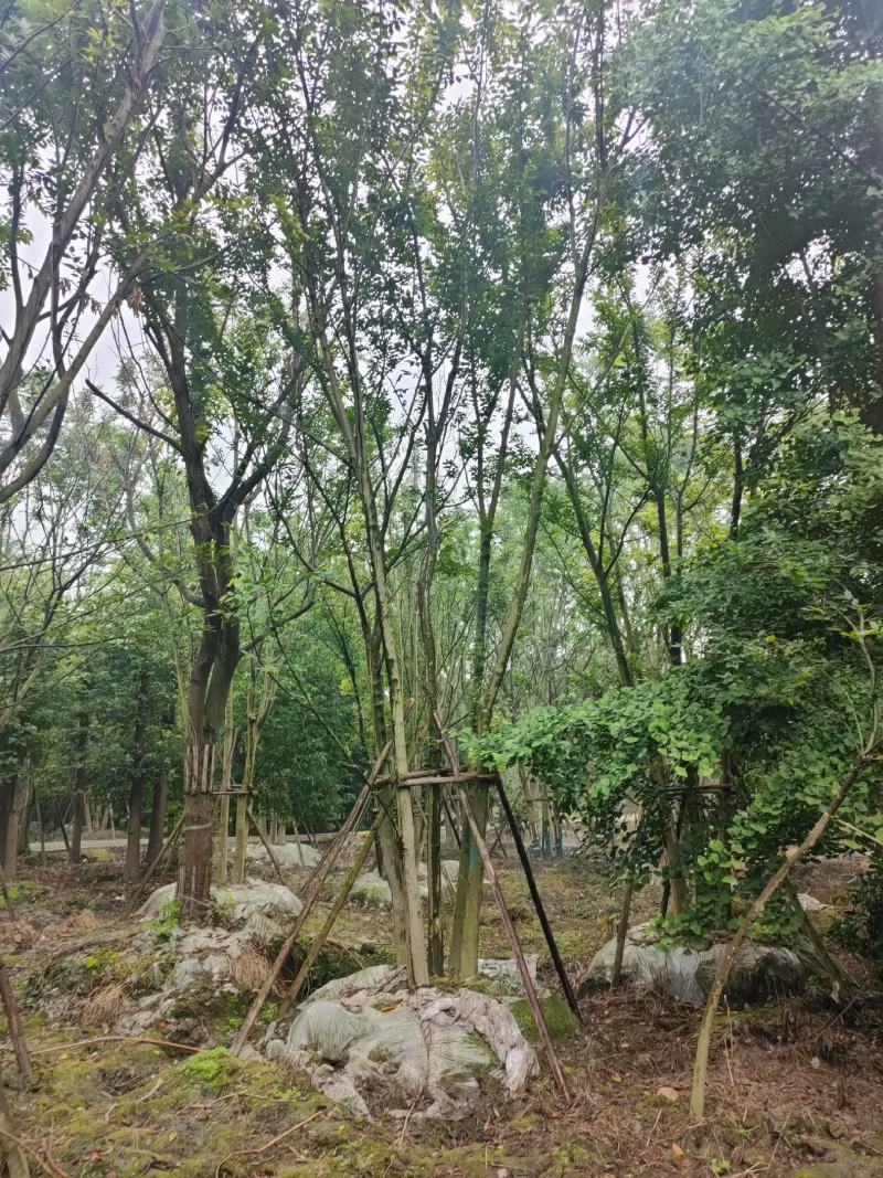丛生朴树拼栽丛生朴树树形精品，基地直销价格优势
