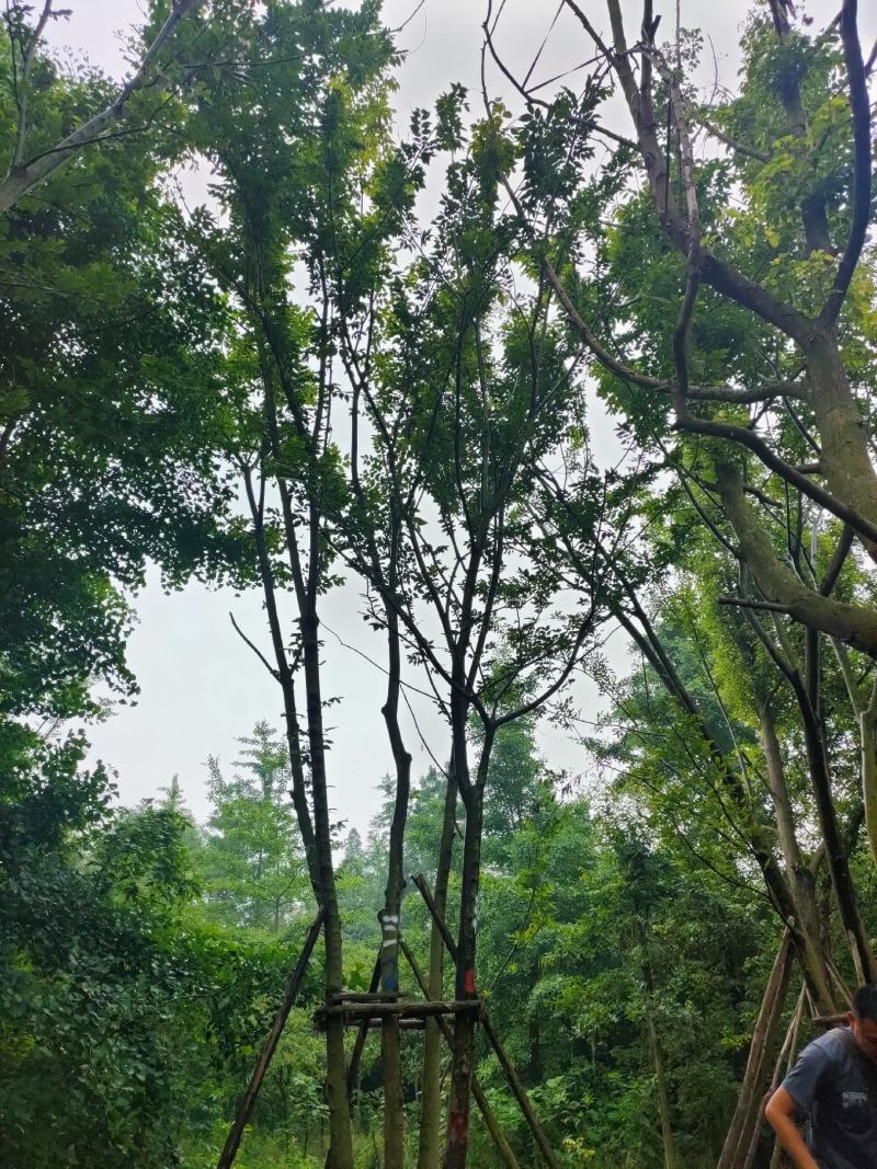 丛生朴树拼栽丛生朴树树形精品，基地直销价格优势