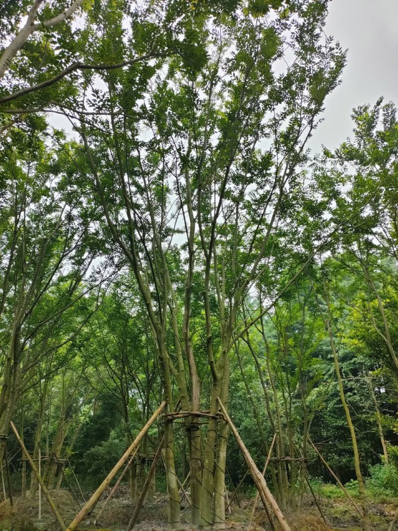 丛生朴树拼栽丛生朴树树形精品，基地直销价格优势