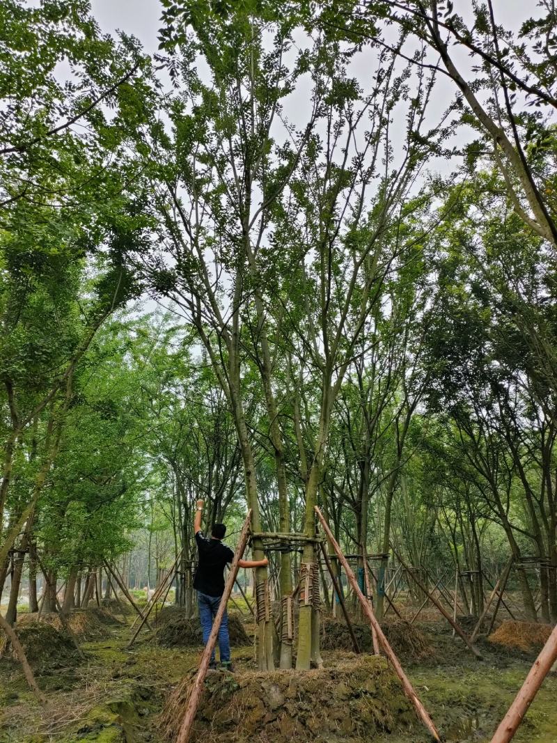 丛生朴树拼栽丛生朴树树形精品，基地直销价格优势
