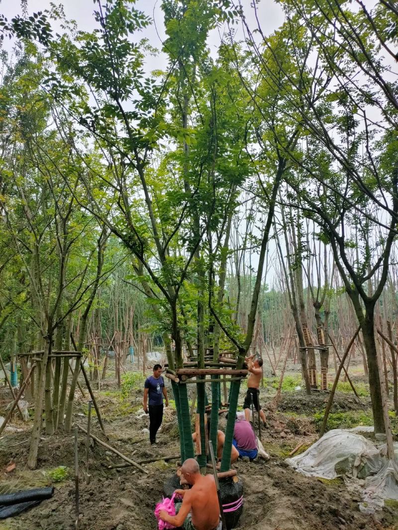丛生朴树拼栽丛生朴树树形精品，基地直销价格优势