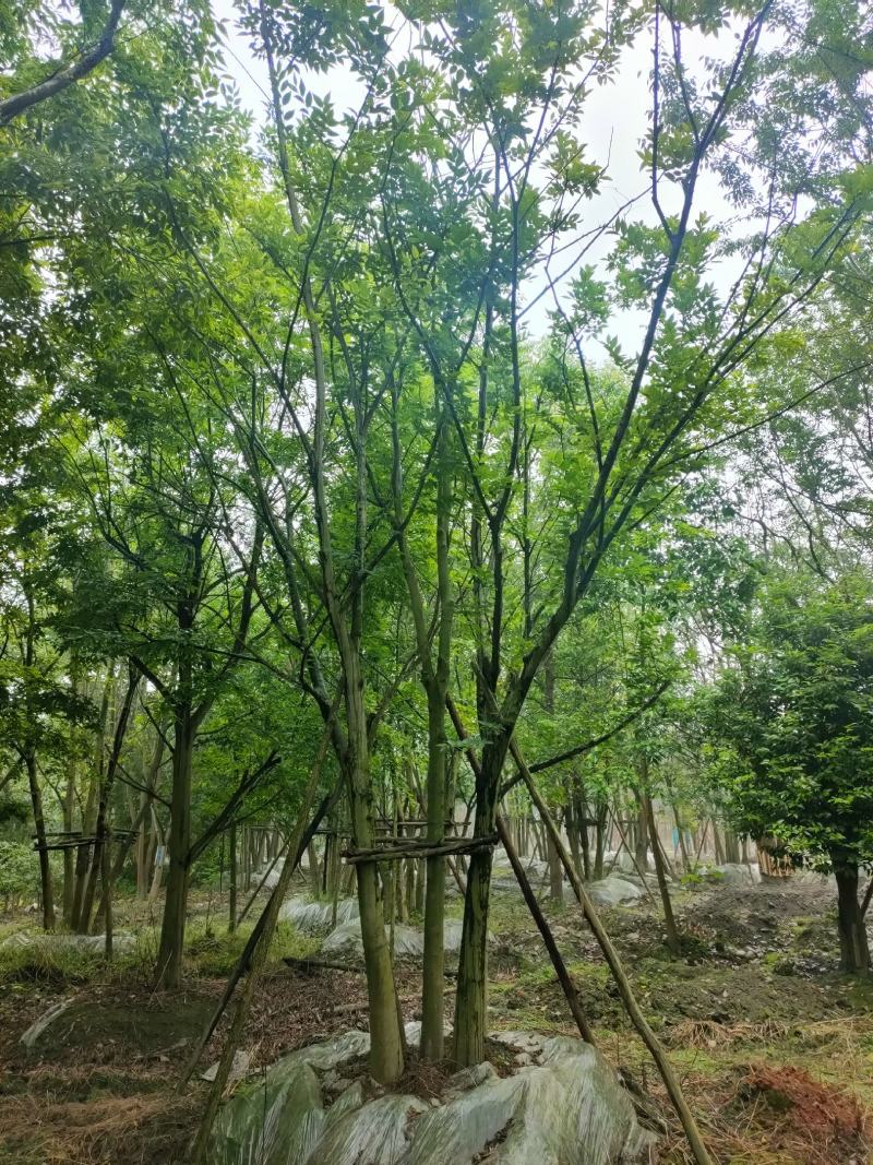 丛生朴树拼栽丛生朴树树形精品，基地直销价格优势