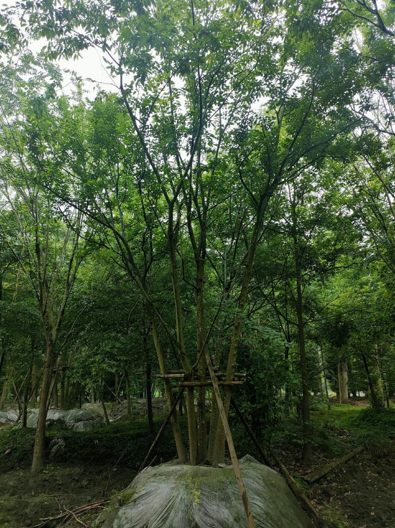 丛生朴树拼栽丛生朴树树形精品，基地直销价格优势