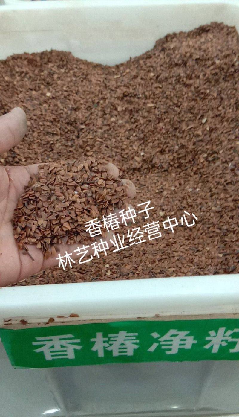香椿种子四季树上蔬菜树苗可做芽菜保健蔬菜新货芽苗菜