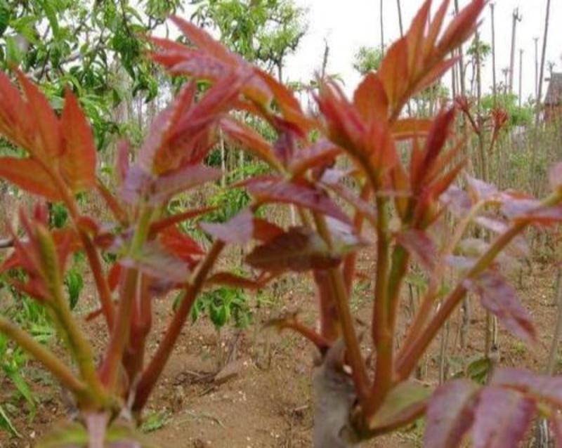 香椿种子四季树上蔬菜树苗可做芽菜保健蔬菜新货芽苗菜