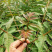 香椿种子四季树上蔬菜树苗可做芽菜保健蔬菜新货芽苗菜