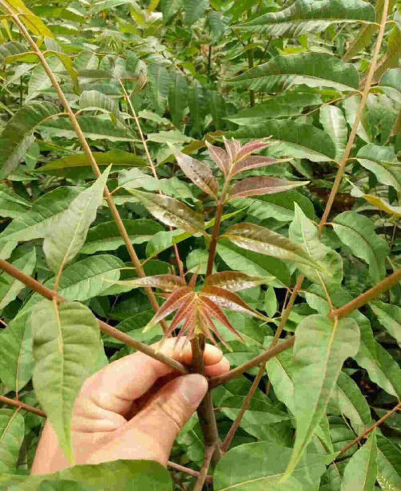 香椿种子四季树上蔬菜树苗可做芽菜保健蔬菜新货芽苗菜