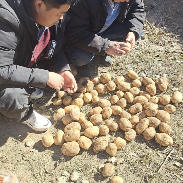 各种土豆代办