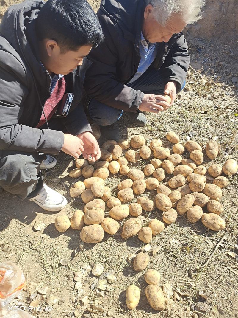 各种土豆代办