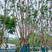 拼栽丛生蓝花楹树形精品，用于地产项目市政建设