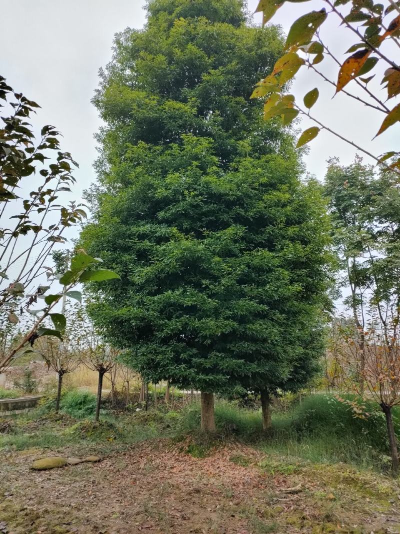 小叶桢楠金丝楠木桢楠生产基地直销优势大量出售中
