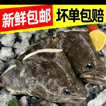 鲽鱼头新鲜大碟鱼头比目鱼鸦片鱼头冷冻偏口鱼深海大鱼头包邮