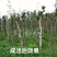 产地直销【处理桂花桂】占地桂花树截杆桂花树桩金桂八月桂