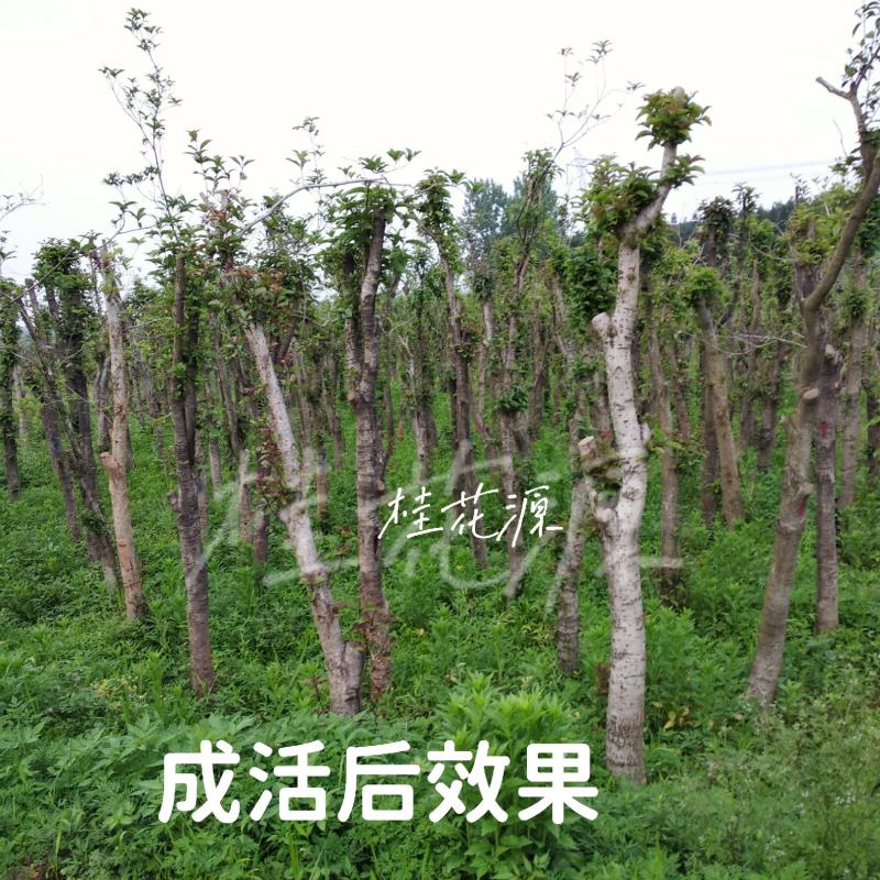 产地直销【处理桂花桂】占地桂花树截杆桂花树桩金桂八月桂