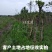 产地直销【处理桂花桂】占地桂花树截杆桂花树桩金桂八月桂