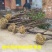 产地直销【处理桂花桂】占地桂花树截杆桂花树桩金桂八月桂
