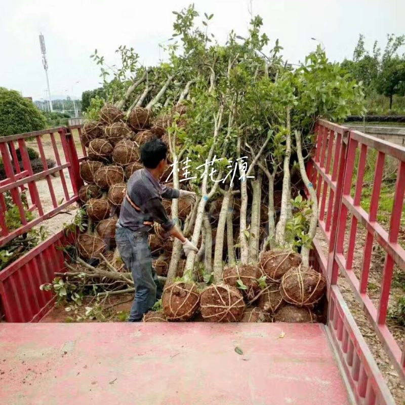产地直销【处理桂花桂】占地桂花树截杆桂花树桩金桂八月桂