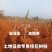 产地直销【处理桂花桂】占地桂花树截杆桂花树桩金桂八月桂