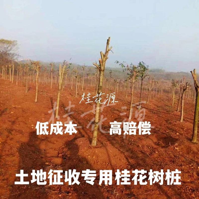 产地直销【处理桂花桂】占地桂花树截杆桂花树桩金桂八月桂
