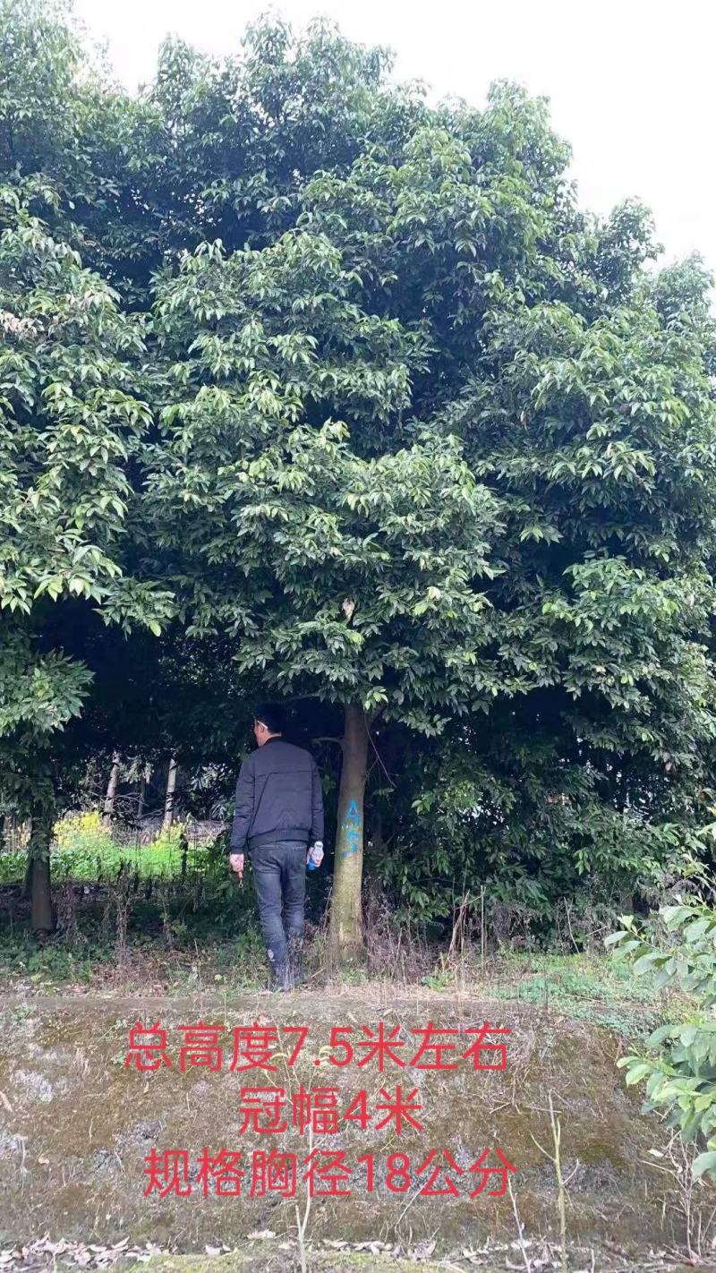 天竺桂基地供应大量出售中，欢迎来电咨询订购！