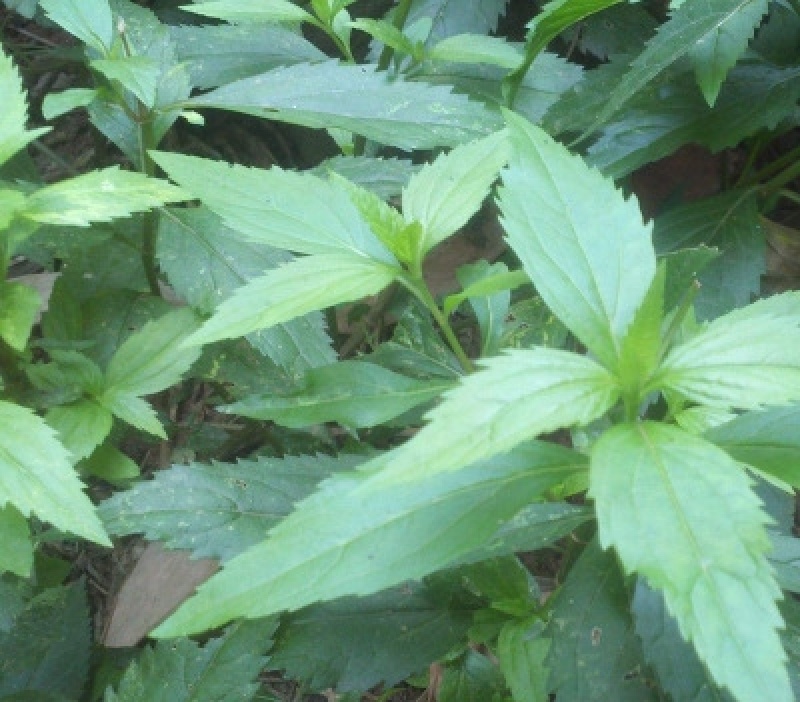 黄花败酱草种子南败酱草苦益菜苦麻菜苦菜子苦菜种子