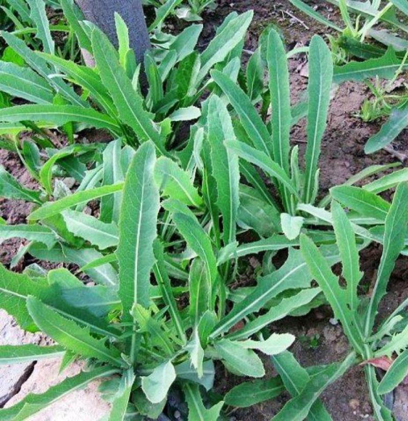 黄花败酱草种子南败酱草苦益菜苦麻菜苦菜子苦菜种子