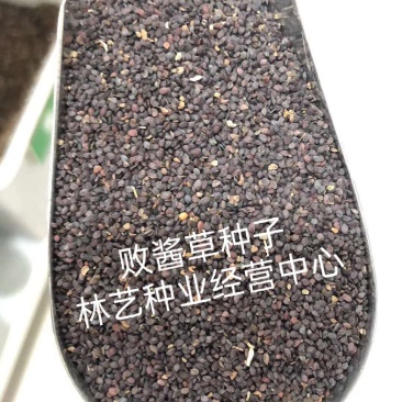黄花败酱草种子南败酱草苦益菜苦麻菜苦菜子苦菜种子