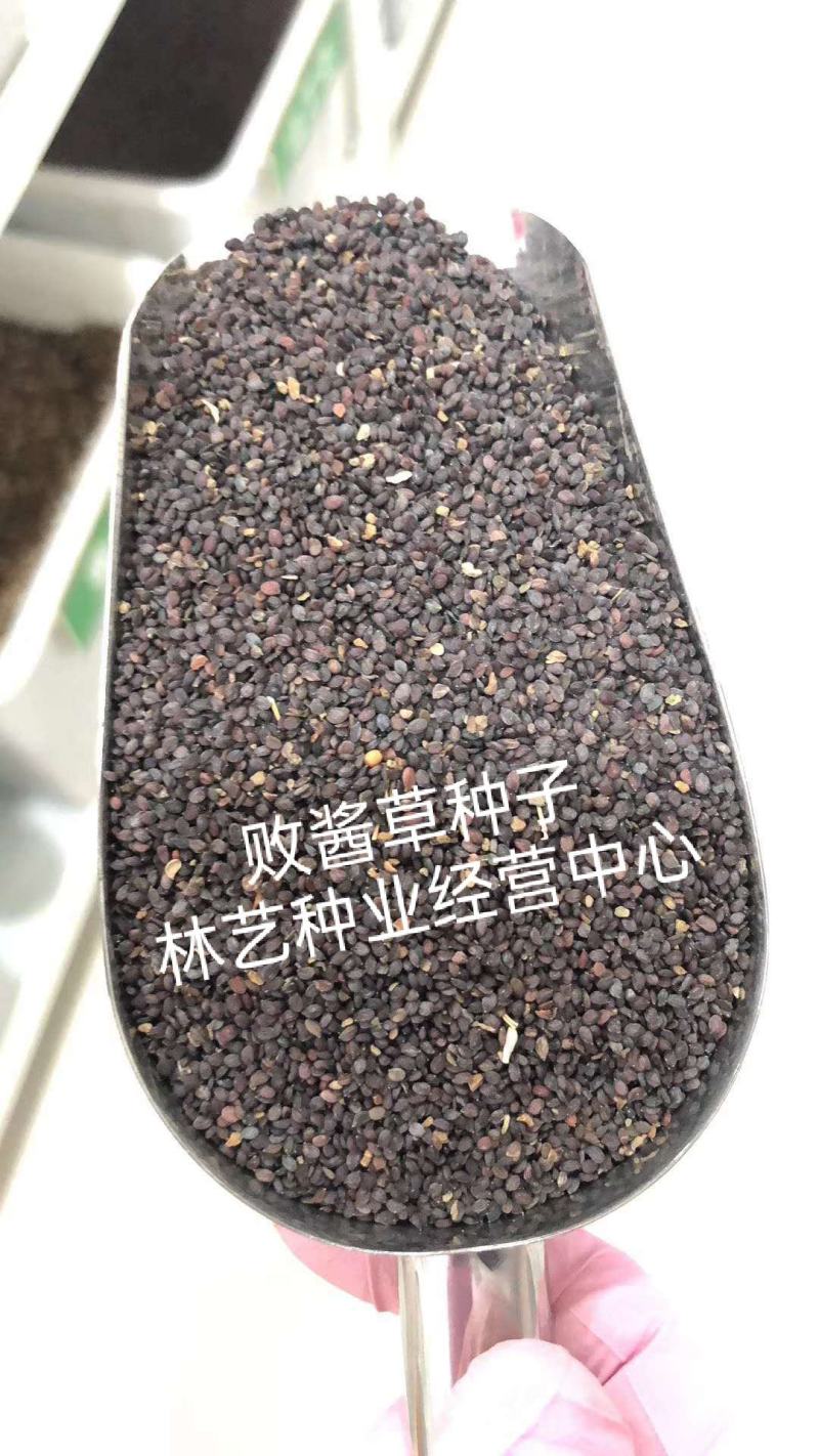 黄花败酱草种子南败酱草苦益菜苦麻菜苦菜子苦菜种子