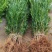 大量供应罗汉松树苗，中叶罗汉松小苗1-3年苗
