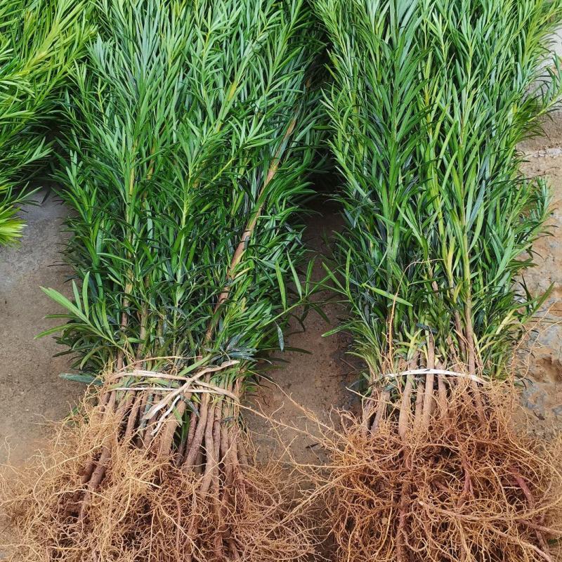 大量供应罗汉松树苗，中叶罗汉松小苗1-3年苗