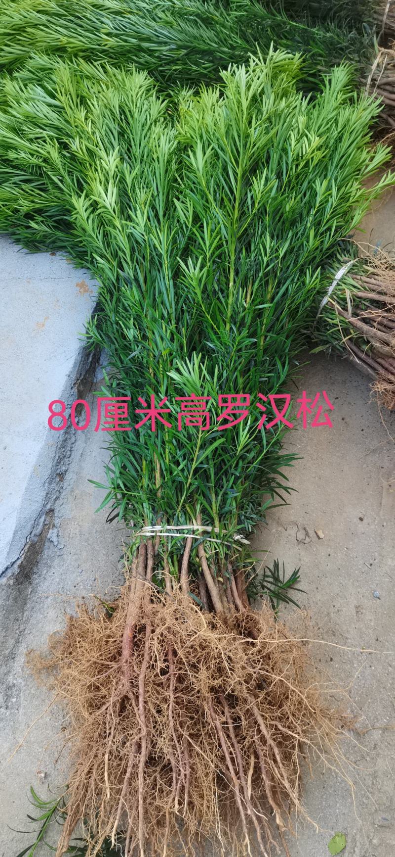 大量供应罗汉松树苗，中叶罗汉松小苗1-3年苗