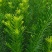大量供应罗汉松树苗，中叶罗汉松小苗1-3年苗
