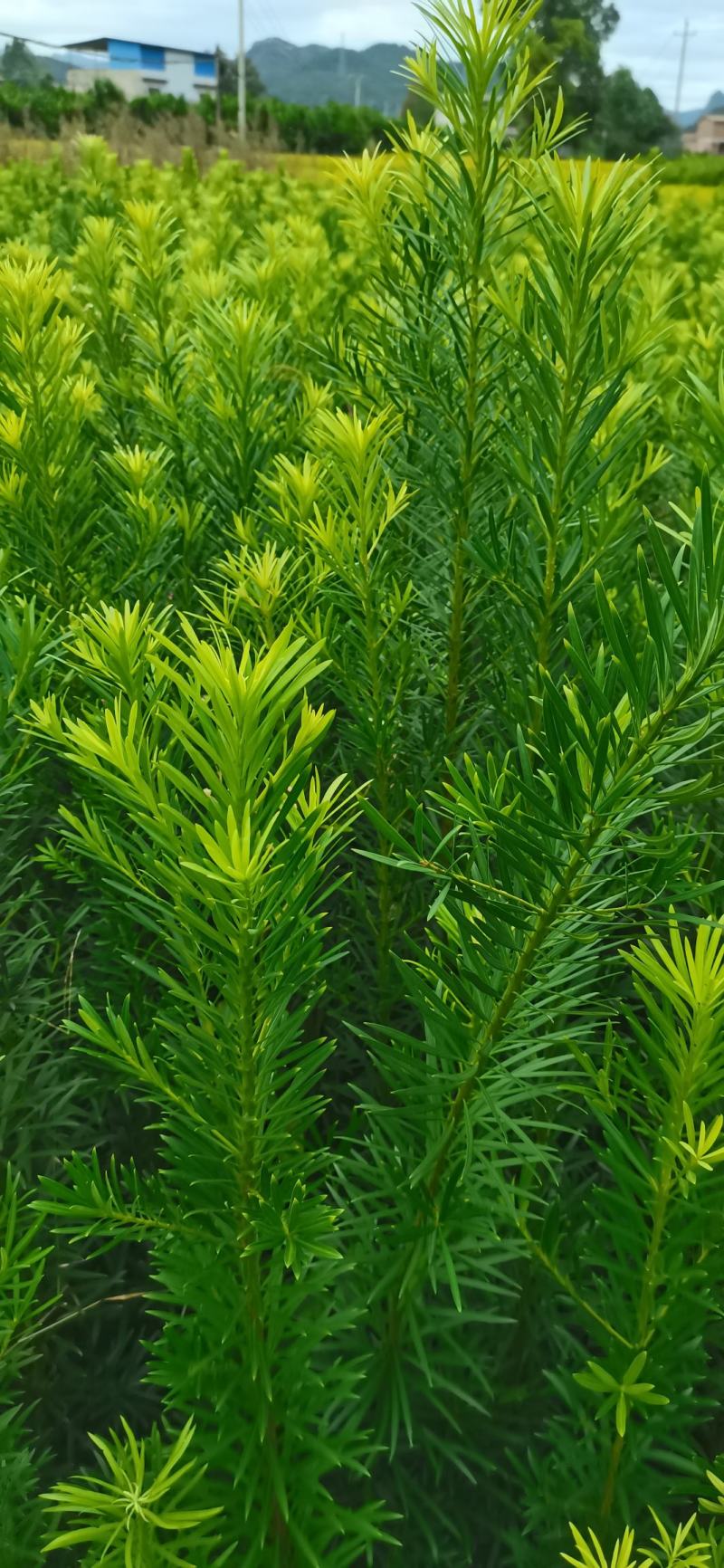 大量供应罗汉松树苗，中叶罗汉松小苗1-3年苗