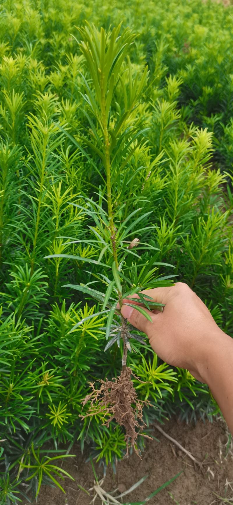 大量供应罗汉松树苗，中叶罗汉松小苗1-3年苗