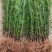大量供应罗汉松树苗，中叶罗汉松小苗1-3年苗
