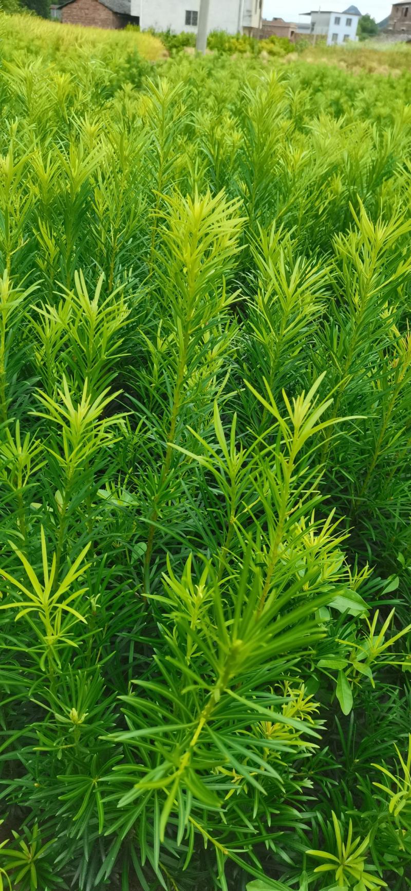 大量供应罗汉松树苗，中叶罗汉松小苗1-3年苗
