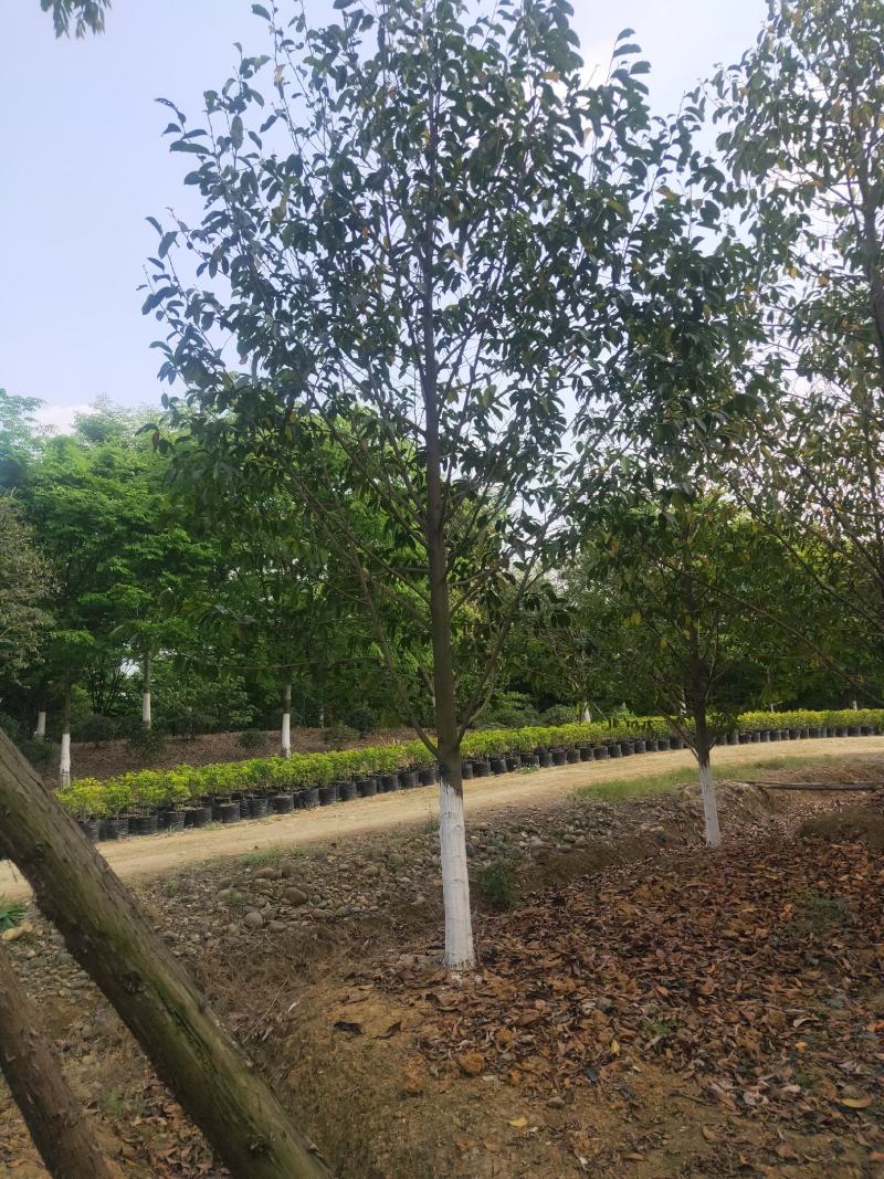 乐昌含笑及各种绿化苗木大量出售各种规格