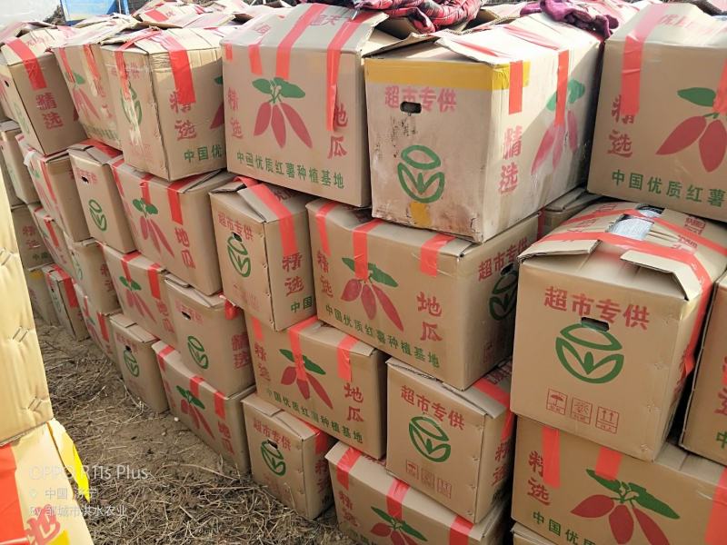 红薯板栗薯济薯二六全国接单产地邹城市