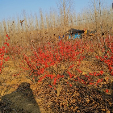 北美冬青，50-60公分高北美冬青，2公分北美冬青价格