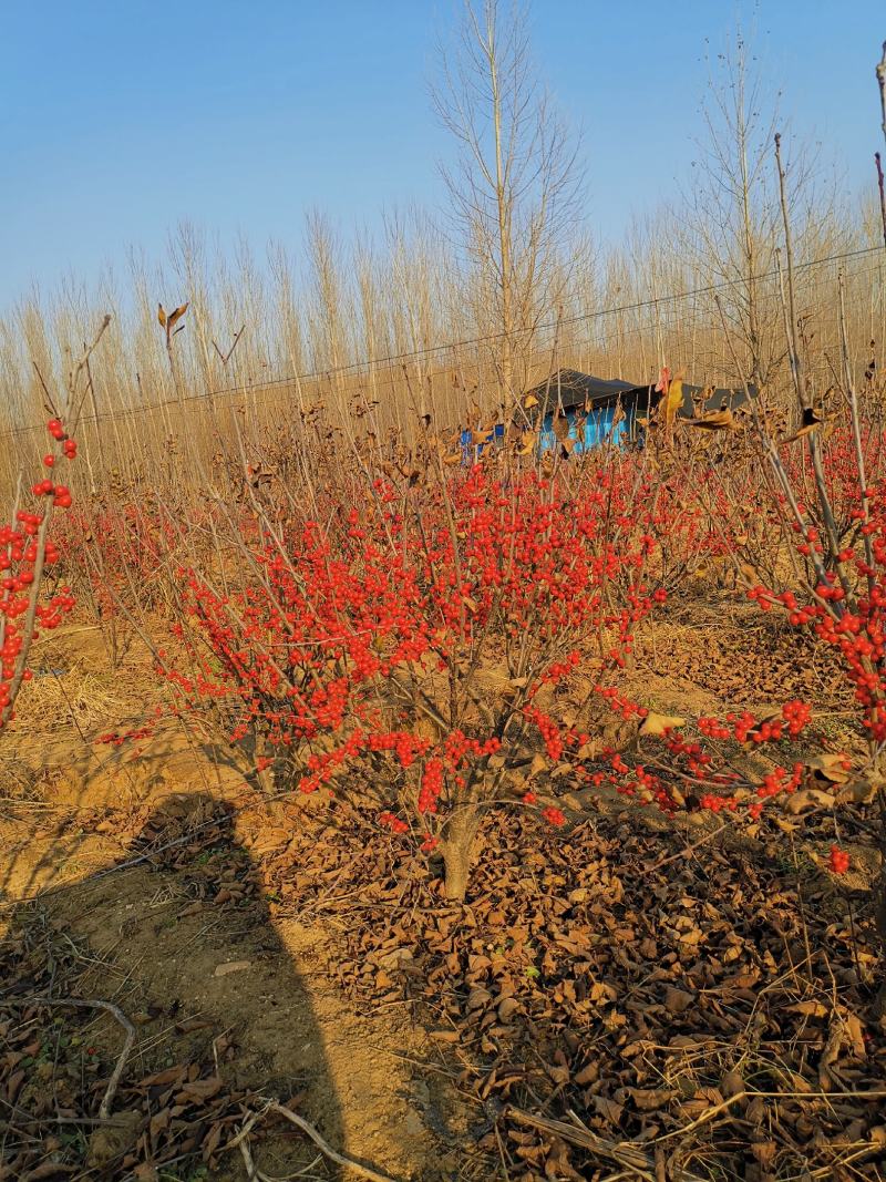 北美冬青，50-60公分高北美冬青，2公分北美冬青价格