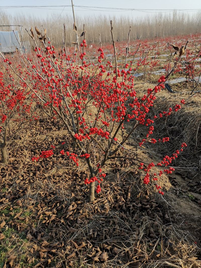 北美冬青，50-60公分高北美冬青，2公分北美冬青价格