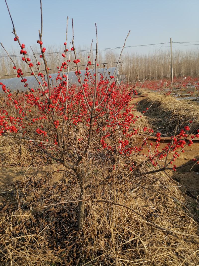 北美冬青，50-60公分高北美冬青，2公分北美冬青价格