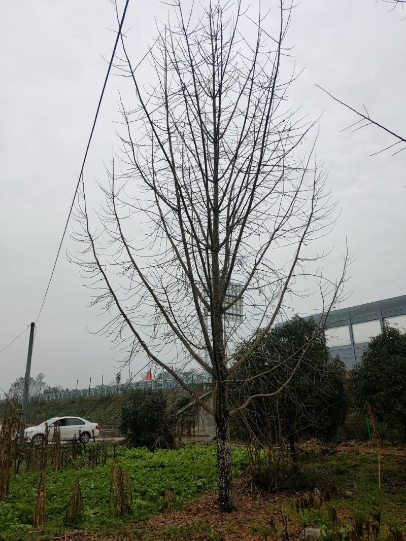 银杏白果树大量优势供应，欢迎来电咨询实地考察