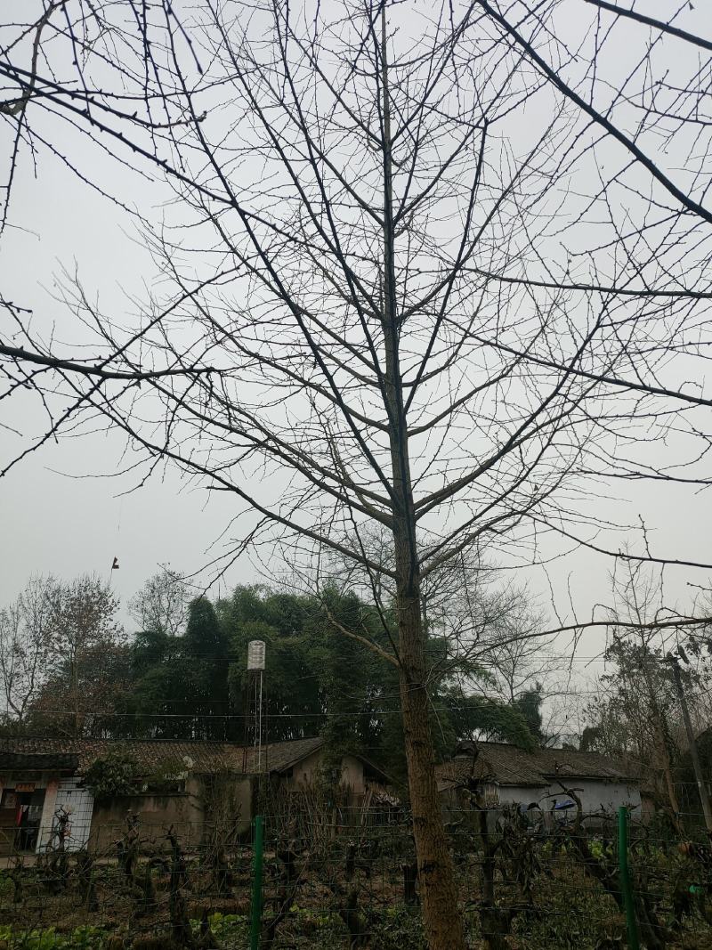银杏白果树大量优势供应，欢迎来电咨询实地考察