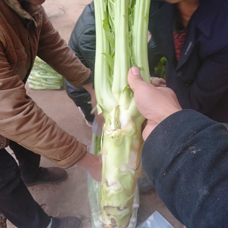 简阳市棒菜