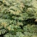 新采栾树种子黄山栾种子花木北京栾种子南栾北栾种子林木树